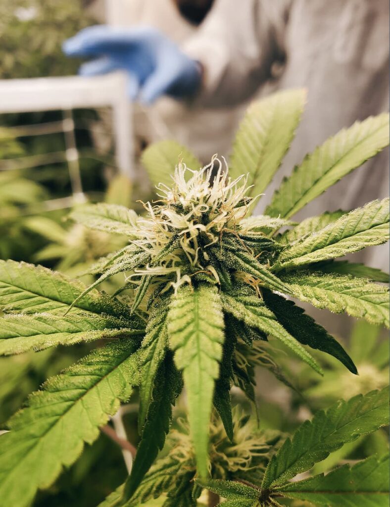 Cannabis cultivation - DEMECAN