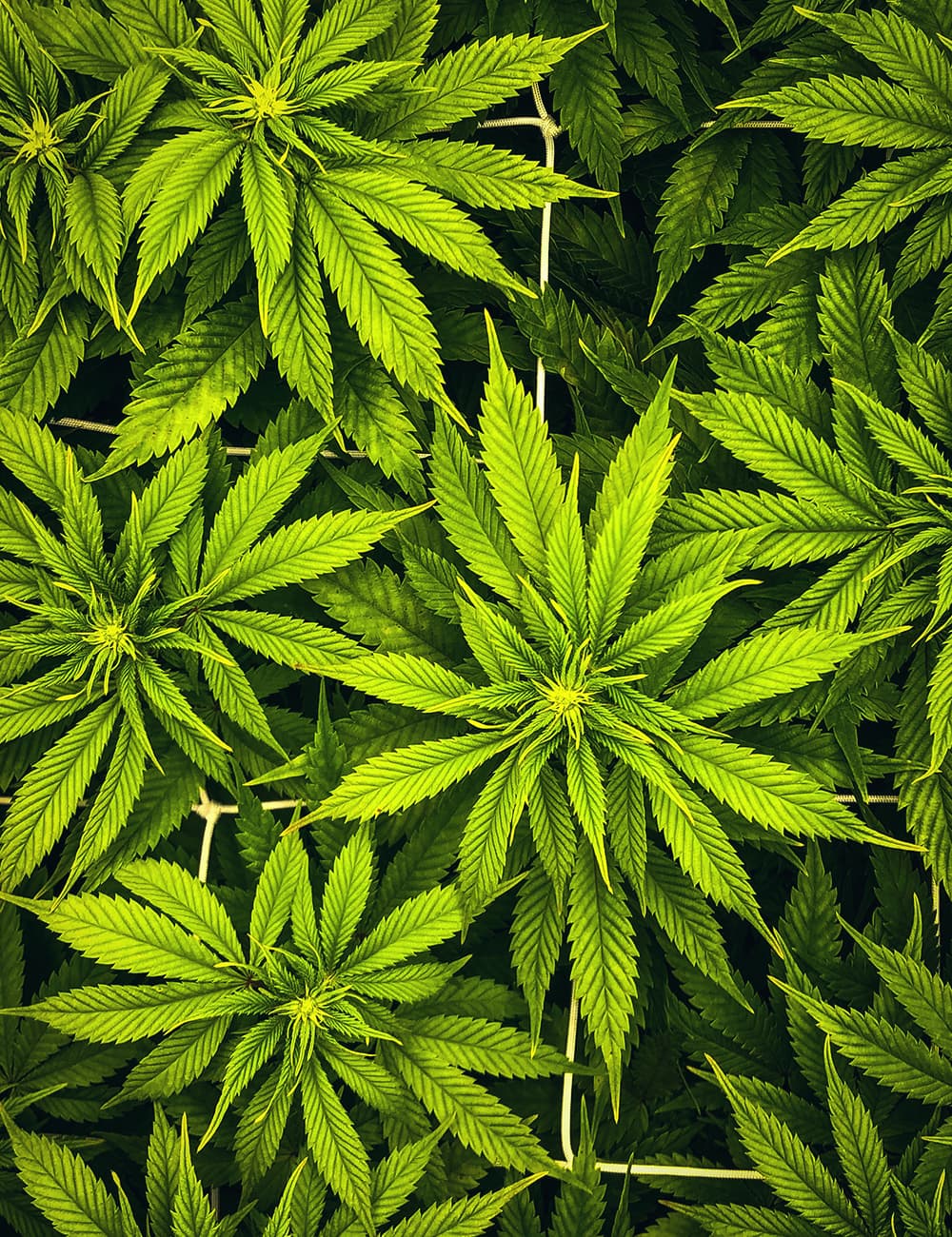 Cannabis erleben