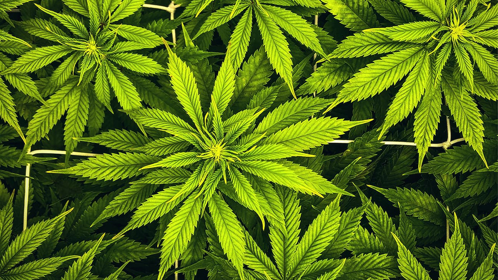Ansicht von mehreren Cannabispflanzen von oben auf die Blätter