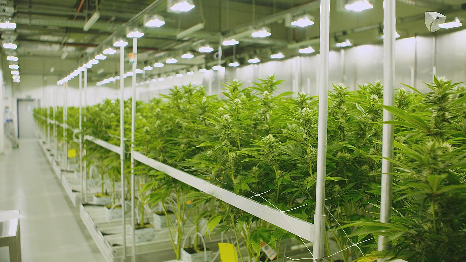 Blühraum der weiblichen Cannabispflanzen