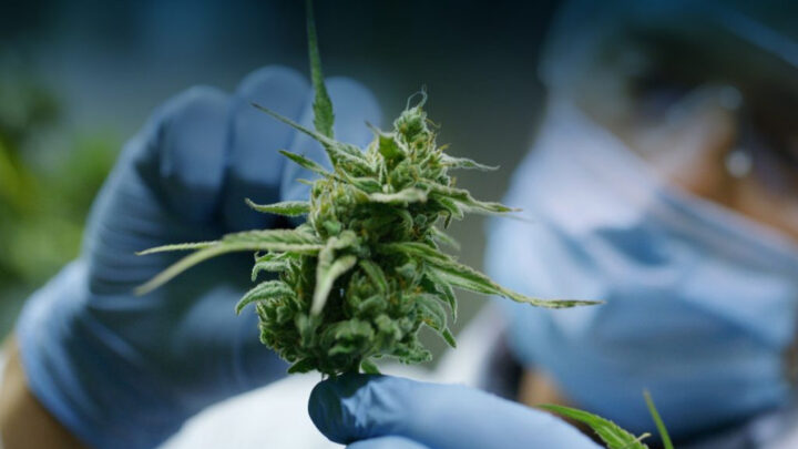 Eine Cannabisblüte wird durch Fachperson geprüft und untersucht