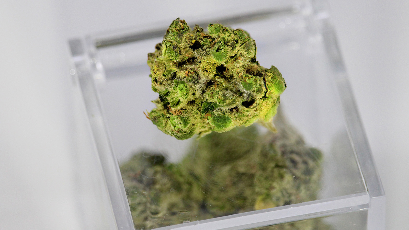 Einzelne Cannabisblüte auf Kunststoffbox