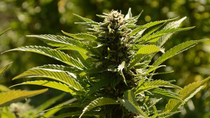Cannabisblüte im Sonnenschein