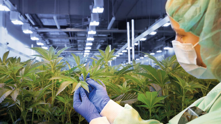 Growerin prüft die Blätter eine Cannabispflanze